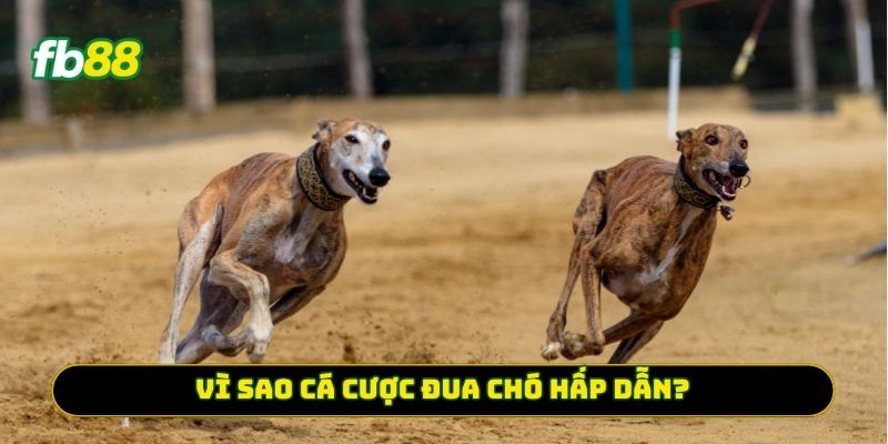 Vì sao Cá Cược Đua Chó hấp dẫn? 